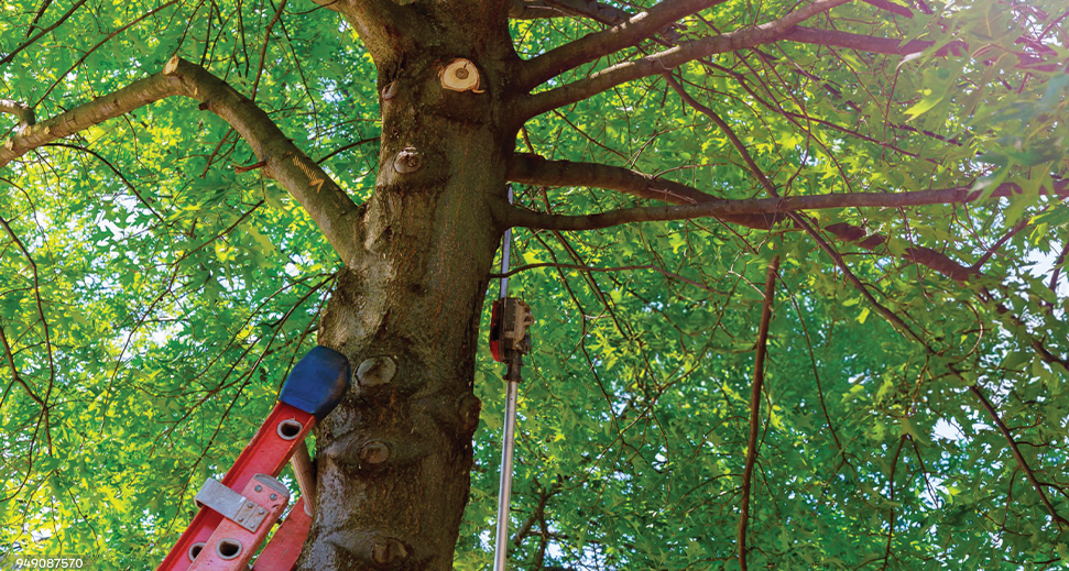 Tree filling